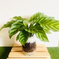カラテア　観葉植物　ハイドロカルチャー