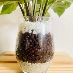 カラテア　観葉植物　ハイドロカルチャーの画像