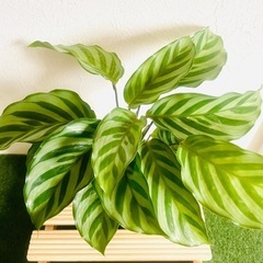 カラテア　観葉植物　ハイドロカルチャーの画像