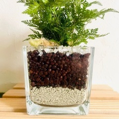 ダバリア　ラビットフット　観葉植物　ハイドロカルチャーの画像