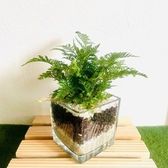 ダバリア　ラビットフット　観葉植物　ハイドロカルチャー