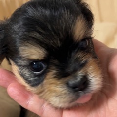 珍しいヨーチーのかわいいこいぬ残り１頭のみ❣️8万円✨