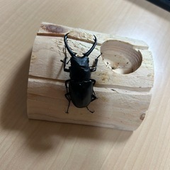 ギラファノコギリクワガタ♂1♀3