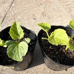 アジウリ苗🌱交換してください‼️
