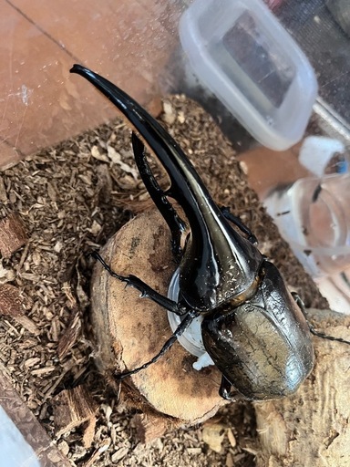 ヘラクレスオオカブト幼虫5頭セット (星さん) 御厨のその他の