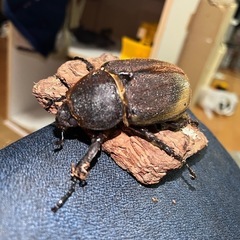 ヘラクレスオオカブト幼虫5頭セットの画像