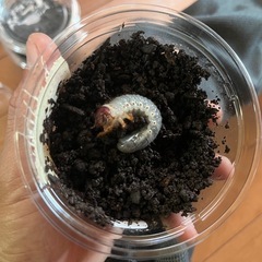 ヘラクレスオオカブト幼虫5頭セットの画像
