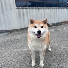 ❤️❣️約4歳の柴犬里親緊急募集