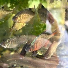 🐟タナゴ・川魚🐟の画像