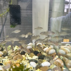 🐟タナゴ・川魚🐟の画像