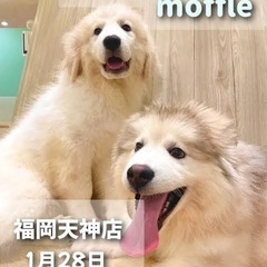 今週の日曜日、天神で大型犬とモフりに行ける方🐶✨
