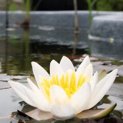 🐟 ひょうたん池(大容量 400リットル) ☆ビオトープに最適