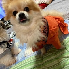 動物好きさんと交流したいです❣️ - 友達