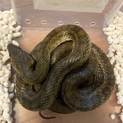 アオダイショウ(多分オス)