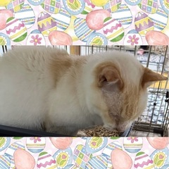 【大至急】幸せにしてあげてください