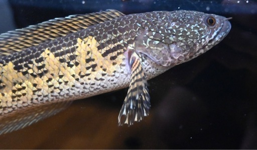 極美　バイオレットスネークヘッド　38センチ