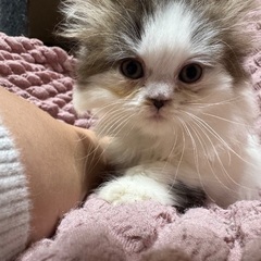 きまりました