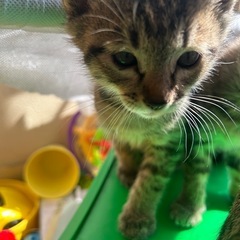 生後2ヶ月の子猫ちゃんの画像