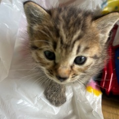 生後2ヶ月の子猫ちゃんの画像