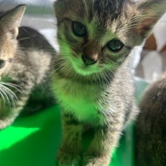 生後2ヶ月の子猫ちゃんの画像