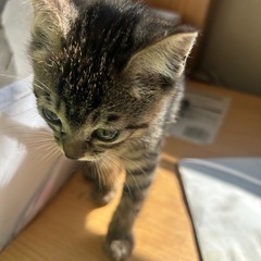 生後2ヶ月の子猫ちゃんの画像