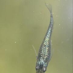 メダカヒミツヘイキ（道三めだか作出）雄1雌2可愛がってください