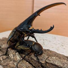 ヘラクレスオオカブト初令幼虫3頭カブトムシ (YJS) 魚住のその他