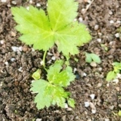 三つ葉☘️交換してください‼️
