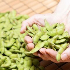 ＼期間限定！だだちゃ豆の農作業スタッフ募集／