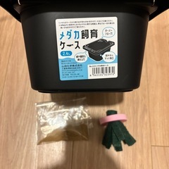 メダカ初心者セットの画像