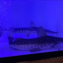 キャットフィッシュ5匹まとめての画像