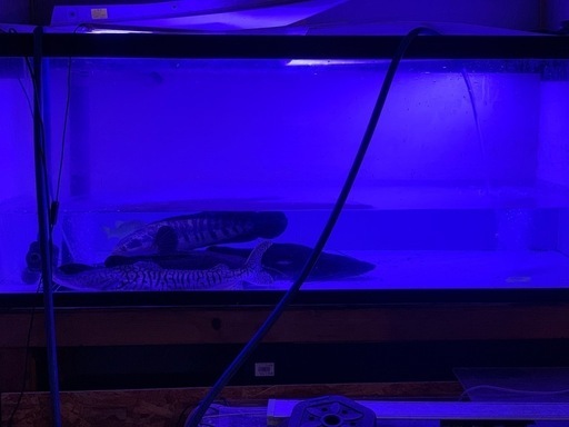 キャットフィッシュ5匹まとめて