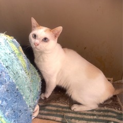 ⑥【多頭飼育崩壊】譲渡に関しまして