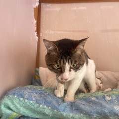⑦【多頭飼育崩壊】譲渡に関しまして - 茂原市