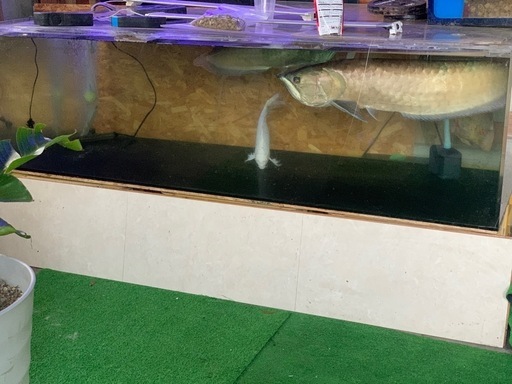 底面ブラックアクリル水槽1700×800×500