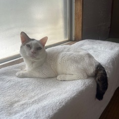 ⑧【多頭飼育崩壊】譲渡に関しまして - 茂原市