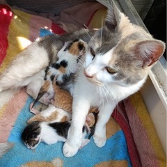 白ミケ猫の子猫たち、ばあちゃんミケ猫が子育て中🩷 - 里親募集