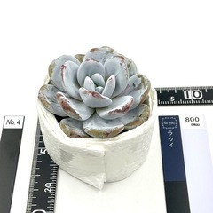 多肉植物 ラウイ 