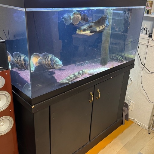 値下げ】1200×600×600 アクリル オーバーフロー水槽 水槽台 濾過