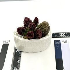 多肉植物 
ヘレイ