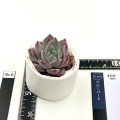 多肉植物 ブルーバード