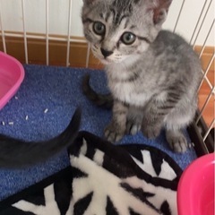 子猫生後２ヶ月