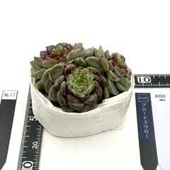 多肉植物 ブロードスワロー