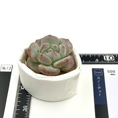 多肉植物 スノーティー