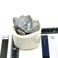 多肉植物 ラウイ