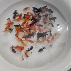5月4.5.6日 ふるさと農園 金魚すくい