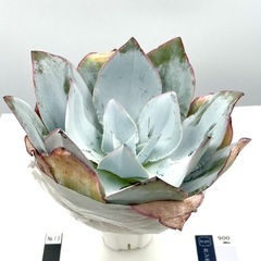 多肉植物 カンテ