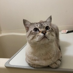 【里親さん募集】雑種＿白茶の男の子
