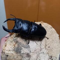 オオクワガタ奈良輪元木SP×ちなみ血統 (謎の男) 布施のその他の