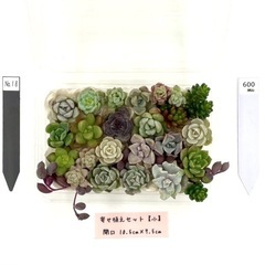 多肉植物 寄せ植え🉐セット小